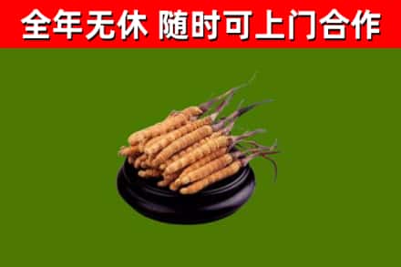 汉源回收散虫草