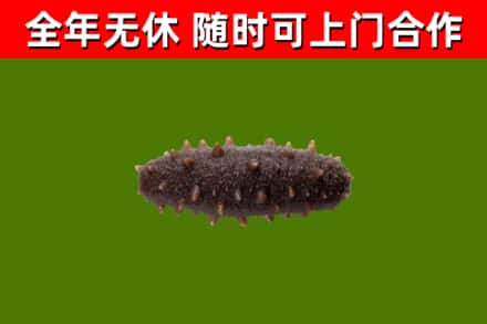 汉源回收海参干